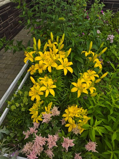The image shows a close-up view of a garden with various flowers and foliage, located in the city of Проводник, Russia. In the foreground, several bright yellow lily flowers are in bloom, some fully open and others in bud. Interspersed among the lilies are clusters of delicate pink astilbe flowers. Lush green leaves of various plants fill the background. To the left, a white railing or border is visible, and beyond that, a paved walkway and a dark brick wall can be seen, suggesting this is an outdoor garden area, possibly in a residential or public space. The overall impression is of a vibrant and well-maintained garden, likely captured after a rainfall, as evidenced by water droplets on the petals and leaves.