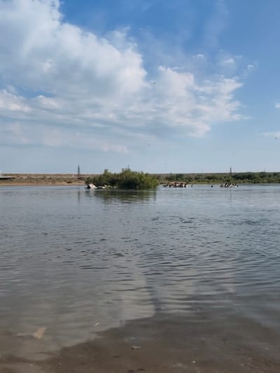 This media file depicts a serene, wide river under a bright, cloudy sky. The water is calm with gentle ripples reflecting the blue and white clouds above. On the left side of the river, the bank is sandy and leads into the shallow water. In the distance, a long, embankment-like structure runs along the horizon, with power lines and pylons visible on top of it. A dense patch of green foliage, possibly an island or a heavily vegetated bank, is situated in the middle of the river.
A notable detail is the presence of a large flock of birds, likely pelicans, gathered on and around the vegetation in the water. Some birds are swimming, while others appear to be resting on a submerged or partially submerged structure. Their dark plumage contrasts with the light-colored water and the surrounding greenery.
The time of day appears to be daytime, possibly late morning or early afternoon, given the bright sunlight and the shadows cast. The weather is pleasant, with a mix of sun and scattered clouds, creating a dynamic sky. The location cues, such as the power lines and the arid-looking embankment, combined with the presence of a large body of water, suggest a natural or semi-natural environment. The overall mood is peaceful and naturalistic, highlighting wildlife in its habitat. There is no visible text in the image.