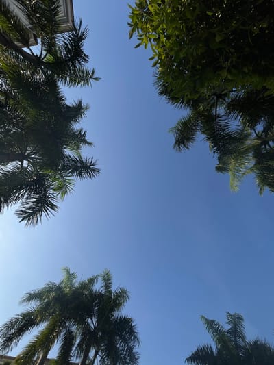 The image captures a low-angle view of a clear blue sky with the tops of several palm trees and some leafy green foliage visible at the edges. In the upper left quadrant, the corner of a white building with a sloped roof is partially obscured by palm fronds. The scene appears to be outdoors in a location with lush vegetation and architecture, consistent with a tropical or subtropical environment. There are no people or animals visible in the frame, and the overall impression is one of a serene, sunny day. The location is identified as Bang Sao Thong Subdistrict, Thailand.