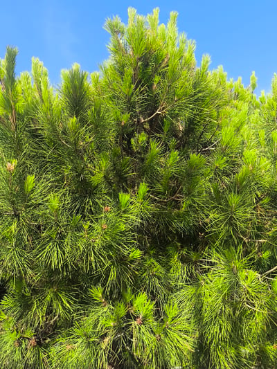 The image shows a close-up view of dense, vibrant green pine needles against a clear blue sky. The pine branches are thick and lush, with individual needles fanning out in clusters. The lighting suggests it is daytime, with sunlight highlighting the bright green of the foliage. The scene is set outdoors, with no visible man-made structures or people. The image composition is filled with the texture and color of the pine tree. The location is La Gaspara, Spain.