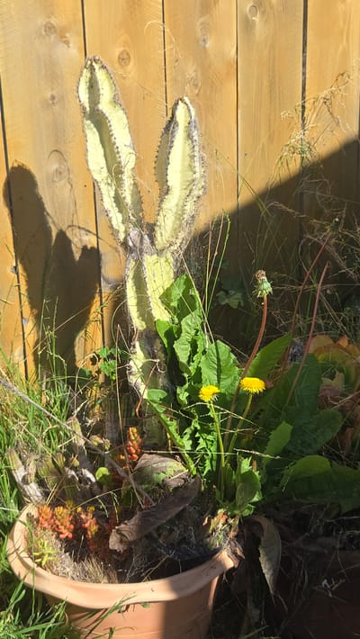 In Lompoc, California, a cactus plant with pale green, segmented arms, covered in fine white webbing, stands in a light brown planter pot. The cactus is positioned in front of a wooden fence that is oriented vertically. The fence is light brown with visible wood grain and knots. To the left of the cactus, a heart-shaped shadow is cast on the fence. In the foreground and around the cactus, various green leafy plants and some low-lying succulents with orange-red buds are visible. Two bright yellow dandelions are in bloom, and another dandelion head is in its seed stage. The scene is outdoors, with sunlight casting shadows and highlighting the textures of the plants and fence. The ground around the pot is covered in grass and dried plant matter.