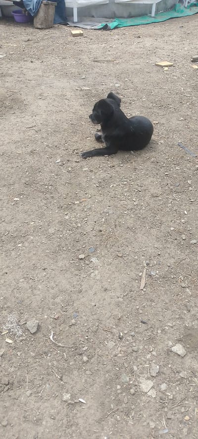 A black dog with graying muzzle lies on a dirt surface in Shkurinskaya, Russia. The dog is positioned in the center-right of the frame, facing left. The ground is composed of loose dirt, pebbles, and small debris, with some scattered cigarette butts visible. In the upper background, there is a white structure, possibly part of a building or canopy, with green tarping and some blue fabric. A wooden log and a purple plastic bowl are also visible in the upper left corner. The overall environment appears to be an outdoor, unkempt area.