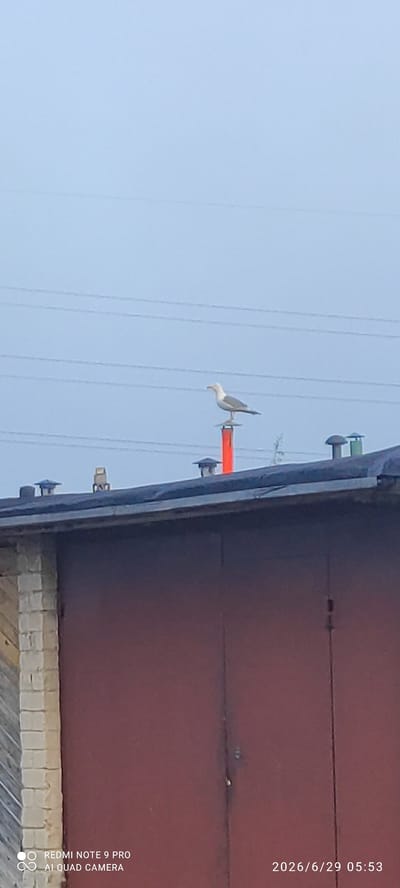 A single seagull is perched on a bright orange pole atop a dark, sloped roof. The roof appears to be part of a building with a large, dark red garage door visible in the foreground. To the left of the garage door, a section of a brick wall with wooden siding is present. Several ventilation pipes or chimneys with dark caps are also visible on the roof. Overhead, power lines stretch across a pale blue, overcast sky. The timestamp in the lower right corner indicates the image was taken on June 29, 2026, at 05:53. The text "REDMI NOTE 9 PRO AI QUAD CAMERA" is visible in the lower left corner, indicating the device used to capture the image. No people are visible in the image.