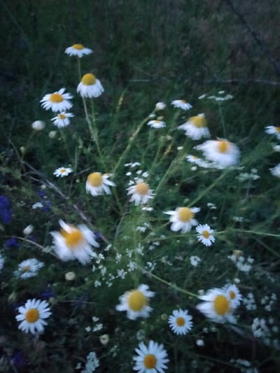 This is a close-up, blurry photograph of a field of daisies. The daisies have white petals and yellow centers, and they are set against a dark green background of grass and other foliage. Some of the daisies are in sharp focus, while others are out of focus, creating a dreamy and ethereal effect. The lighting suggests it is either early morning or late evening, as the light is soft and diffused, and the overall tone of the image is muted. There are also small, white wildflowers scattered among the daisies. The image conveys a sense of natural beauty and tranquility. The setting appears to be a rural or natural environment, possibly a meadow or roadside in Zherebkove, Ukraine, given the context. No people or text are visible in the image.