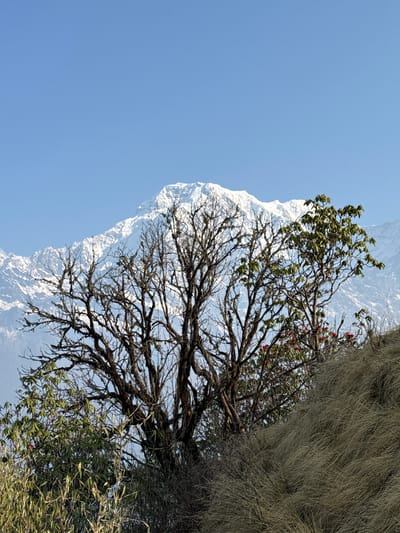 The image, taken at an upward angle, depicts a landscape in Lwang Ghalel, Nepal. The scene showcases a clear blue sky in the upper left quadrant. Dominating the right side of the frame is a dry, grassy slope with strands hanging downward, juxtaposed against a gnarled tree with bare branches stretching across the center of the image. In the background, a snow-covered mountain is faintly visible, appearing somewhat transparent through the tree branches. The lower portion of the tree contains some green foliage. Small red berries are sparsely scattered on the tree.