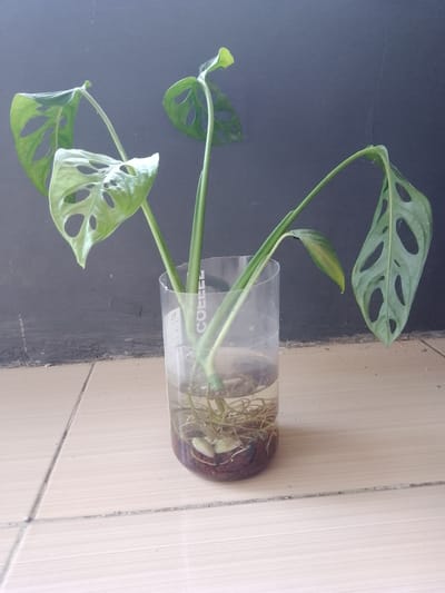 A split-leaf philodendron plant with several large leaves, some with characteristic holes, is growing in a clear plastic container filled with water and pebbles. The container is placed on a tiled floor. In the background, a dark gray wall with some texture is visible. The lighting suggests an indoor environment. The image is taken from a slightly elevated angle, looking down at the plant and container. The composition is focused on the plant and its immediate surroundings. The image does not depict any people or specific city locations, nor does it provide any information to suggest it is located in Jonggol, Indonesia.