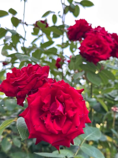 A close-up, low-angle shot captures several vibrant red roses with lush green foliage in the background. The scene is dominated by the velvety texture and deep red hue of the rose petals, which are intricately layered. One rose in the foreground is sharply focused, showcasing the delicate curves and edges of its petals. To the left, another rose is partially visible, and further in the background, more red blooms are softly blurred. The background consists of soft green leaves and hints of bright white light, suggesting an outdoor setting, possibly a garden. The lighting appears natural, indicating it might be daytime, perhaps late morning or early afternoon, with diffused sunlight filtering through the leaves. The overall mood is serene and romantic, highlighting the natural beauty of the roses. No people or text are visible in the image. The context provided places this scene in Izobilnyy, Russia.