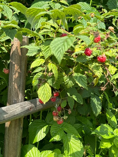 The image depicts a close-up view of a raspberry bush growing alongside a wooden fence. The bush is laden with ripe, red raspberries, some of which are partially obscured by lush green leaves. The wooden fence, made of weathered planks, runs diagonally across the frame. The scene is bathed in natural sunlight, creating dappled shadows on the leaves and fence. There are no people or animals visible in the image. The location is described as Chernoistochinsk, Russia, implying an outdoor, possibly rural or garden setting.