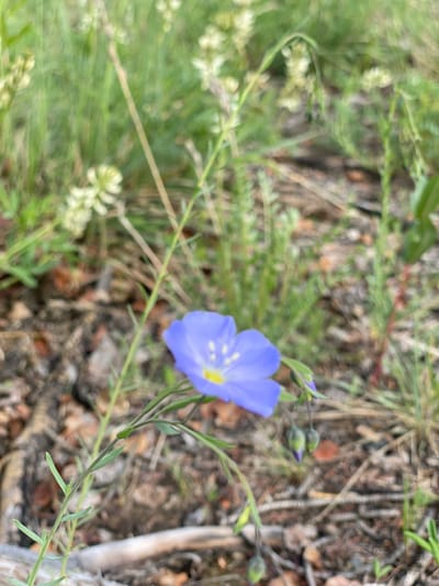 A single, delicate blue flower with five petals and a yellow center is in sharp focus in the foreground. The flower has thin, green stems and a few small, closed buds. The background is a blur of green foliage, dry grass, and brown soil, indicating an outdoor environment. The scene is likely in Haines Junction, Canada, given the natural landscape.