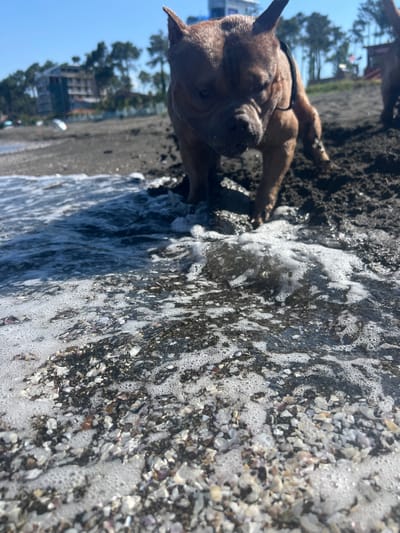 The image depicts a close-up view of a beach scene in Shekvetili, Georgia. In the foreground, the shallow edge of the sea washes over dark, sandy ground littered with small shells and pebbles, creating foam and ripples. A brown-colored dog, possibly a bulldog mix, is prominently positioned in the mid-ground, facing the camera with its head down, appearing wet. The dog is wearing a black harness. In the background, a blurry line of trees and buildings can be seen under a clear blue sky. Another dog is partially visible to the right of the main dog. The overall scene suggests a sunny day at the beach.