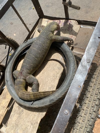 The image displays a large monitor lizard resting or being contained within a tire, set on what appears to be a wooden cart or platform. The scene is brightly lit by direct sunlight, casting strong shadows, indicating it is daytime and likely outdoors.

The lizard, which dominates the central part of the frame, has a distinct pattern of dark grey or black scales interspersed with smaller yellowish-green or cream-colored scales, creating a speckled appearance. Its body is thick and muscular, with visible limbs and a long tail. The lizard is curled up, fitting snugly inside a deflated or removed tire. A reddish-brown mark, possibly a wound or dirt, is visible near its neck or shoulder area.

The tire containing the lizard is black and appears to be for a small vehicle, possibly a bicycle or motorcycle. On its sidewall, the text "2.50-17" is clearly visible. This tire rests on weathered wooden planks, which show some wear and tear. These planks are part of a larger structure, likely a cart, characterized by dark metal bars and frames visible along the edges of the image. One prominent metal bar runs across the top part of the frame, secured by rivets or bolts. In the upper right corner, another larger, heavily treaded tire is partially visible, suggesting it might be part of the same cart or nearby. To the left, a small wooden dowel or stick is seen, tied with a string or wire to another part of the cart's frame.

The overall impression is rustic and possibly takes place in a non-urban outdoor setting, given the materials and light. The lizard appears still, possibly captured, injured, or simply resting in this unusual spot.