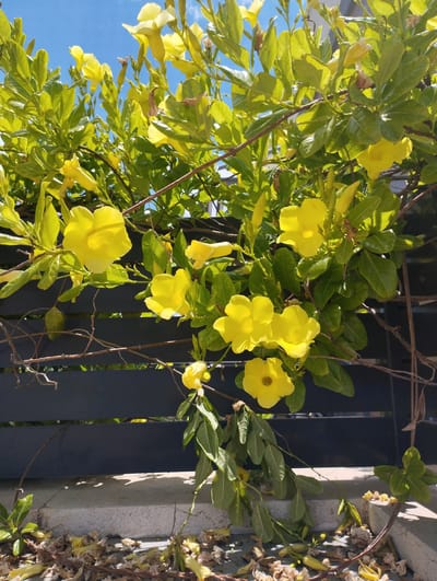 This image features a close-up view of bright yellow flowers, likely Allamanda, in full bloom. The flowers are clustered on a vine with vibrant green leaves, creating a lush and tropical appearance. The vine is sprawling and appears to be climbing or growing over a dark gray, horizontal slatted fence.
In the background, a clear blue sky is visible, suggesting a sunny day. The lighting indicates it is daytime, with sunlight casting shadows and highlighting the texture of the leaves and petals. The ground in the foreground is a textured, light-colored surface, possibly concrete or stone, with scattered dry leaves and fallen petals, suggesting that this is an outdoor setting.
The scene is peaceful and natural, emphasizing the beauty of the flowers and the foliage. There are no people or animals visible in the image. The location context of Pardes Hana-Karkur, Israel, aligns with a climate where such flowering vines would thrive outdoors. The overall impression is one of a warm, bright, and flourishing garden or outdoor space.
