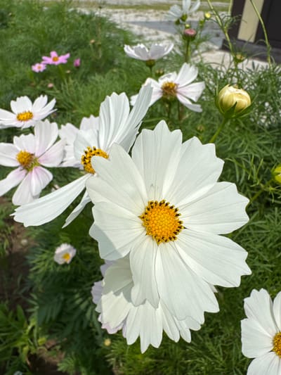 The image shows a close-up view of white cosmos flowers in bloom, with some pink cosmos flowers visible in the background. The flowers are set against a backdrop of lush green foliage. One white cosmos flower, in sharp focus, dominates the foreground with its bright yellow center and delicate white petals. To the left, a partially open yellow bud of a cosmos flower is visible. The scene is likely an outdoor garden or park. No people or specific landmarks that would definitively place it in Мичуринское, Russia, are visible.
