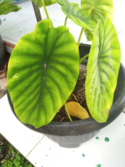 The image depicts an Alocasia plant in a black plastic pot, placed on white tile flooring. The plant has large, green leaves with prominent veins. Some yellowing is visible on the edges and surfaces of the leaves. A single yellow, dried leaf is inside the pot, nestled amongst the base of the plants. The tile flooring has green paint splatter. The plant pot is placed in Meunasahmeucat, Indonesia.