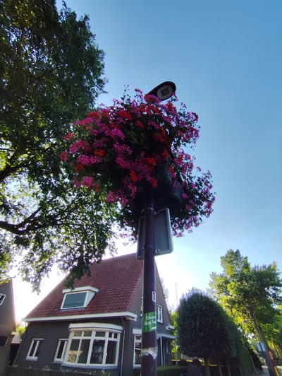 A low-angle shot captures a street lamp adorned with vibrant pink and red flowers, reaching towards a clear, bright blue sky. A large, leafy green tree overhangs the lamp, its branches dappled with sunlight. Below, a charming house with a red-tiled roof is visible. The house features a bay window with white trim and multiple panes, and a dormer window with dark blinds. Next to the house, a manicured green hedge stands tall. A portion of another house is visible on the left, with a dark facade and a white-framed window. A sticker on the lamp post reads "Some fisje bo". The sun appears to be low in the sky, suggesting it is either early morning or late afternoon. The overall scene conveys a peaceful, pleasant atmosphere in a suburban setting, likely in Schaijk, Netherlands.