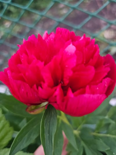 The image displays a vibrant, fully bloomed flower, appearing to be a peony, dominating the central and lower portions of the frame. The flower exhibits a deep magenta to fuchsia coloration, with numerous layered petals forming a dense, rounded shape. Some petals show faint textures and possibly minute water droplets. Dark green leaves are visible beneath the flower, providing a base for the bloom. Directly behind the flower, a green chain-link fence is visible, heavily blurred due to a shallow depth of field, but its diamond mesh pattern is discernible. The background beyond the fence is indistinct and dark, suggesting foliage or a shaded area. A faint, blurry, light pink object, consistent with a human digit, is partially visible at the bottom of the frame, near the flower's stem. The scene provides no visual information to forensically determine the location as Novaya Or'ya, Russia.