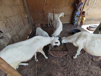 The image shows a pen with five white goats. The goats are in a dirt pen with a concrete wall on the left and a dirt wall on the right. Two goats are in the foreground, facing each other. The other three goats are in the background, to the left of the photo. There is a small, rusty metal trough in the center of the frame with a bit of hay in it. An adult woman and a child are standing on the right side of the pen, watching the goats. The woman is wearing a long floral dress and the child is wearing a yellow shirt and dark shorts. The image was taken in Bajoga, Nigeria, at the coordinates 10.852, 11.426.  The goats are eating the hay from the trough. The woman and child are not interacting with the goats.  The ground is dirt and is covered in straw. There are traces of a wooden fence at the top of the image.