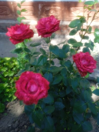 A close-up, slightly blurry outdoor photograph shows a cluster of vibrant red roses in bloom. Four roses are clearly visible, with their petals unfurling to reveal their intricate centers. The roses are a deep, rich crimson color. Lush green leaves surround the flowers, creating a dense foliage. The background is out of focus, but suggests a brick wall with a decorative pattern and a concrete walkway or ground. A small, leafy vine with delicate green leaves is visible on the left side of the frame, climbing upwards. The lighting suggests it might be a sunny day, with shadows cast on the brick wall, indicating the time of day could be late morning or afternoon. The overall impression is one of natural beauty and the flourishing of flowers. There is no visible text in the image. The context provided places this scene in Maksymivka, Ukraine.