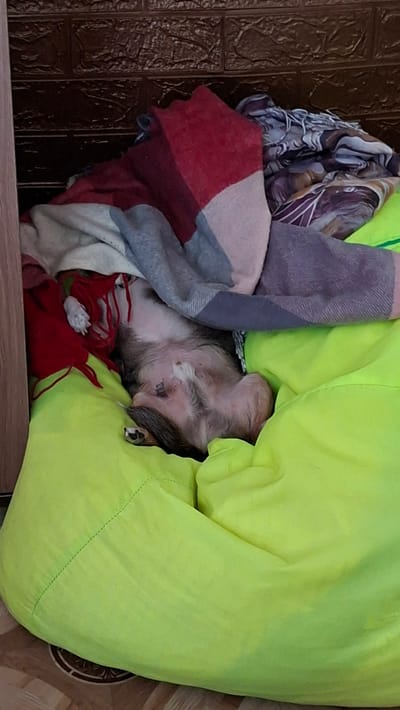 A small, light-brown dog is sleeping on its back, partially covered by blankets and a bright green beanbag chair. The dog's belly is exposed, and its paws are visible. The scene appears to be indoors, with a textured brown wall in the background and a wooden floor visible at the bottom. The dog is located in Novoilinsky, Russia.