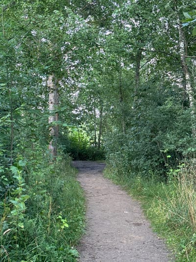 The image depicts a dirt path winding through a dense forest. The path is composed of packed earth and small stones, with some scattered leaves and debris. On either side of the path, lush green vegetation, including tall grasses and various leafy plants, thrives. Tall trees with dense canopies of green leaves line the path, creating a shaded and natural environment. The lighting suggests it may be late afternoon or early morning, with the sun filtering through the leaves. There are no people or animals visible in the image. The scene appears to be a quiet, natural setting, likely a walking trail within a wooded area.