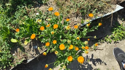 In Han Krum, Bulgaria, this image captures a close-up, top-down view of a patch of bright orange calendula flowers blooming amidst dry earth and green foliage. The flowers, some fully open and others in bud, are clustered together, casting dappled shadows on the concrete and dirt ground. To the right, a black athletic shoe with white accents is visible, suggesting a person is present, likely observing or tending to the flowers. The scene is illuminated by direct sunlight, creating strong contrasts between light and shadow. The background consists of a mix of dry grass, weeds, and what appears to be a piece of discarded blue material, hinting at a less manicured outdoor setting.