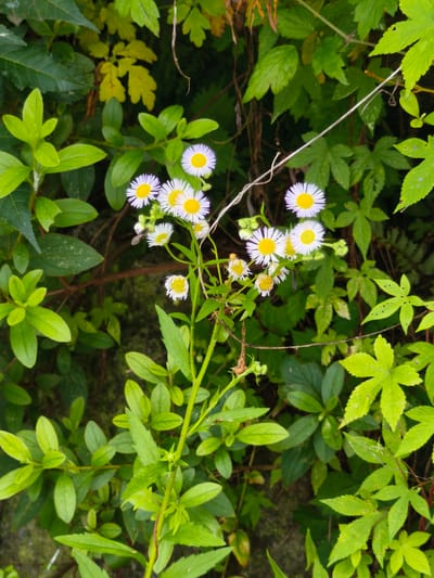 A close-up, vertical shot captures a cluster of small, white daisy-like flowers with bright yellow centers, blooming on a slender green stem. The flowers are surrounded by lush, green foliage and darker green leaves in the background. A thin, light-colored vine or twig winds its way across the upper right portion of the image. The overall scene suggests an outdoor natural setting, likely a wild or overgrown area within Seorak-myeon, South Korea, characterized by abundant vegetation and damp conditions as indicated by the dew-like droplets on some leaves. There are no people or animals visible in the frame.