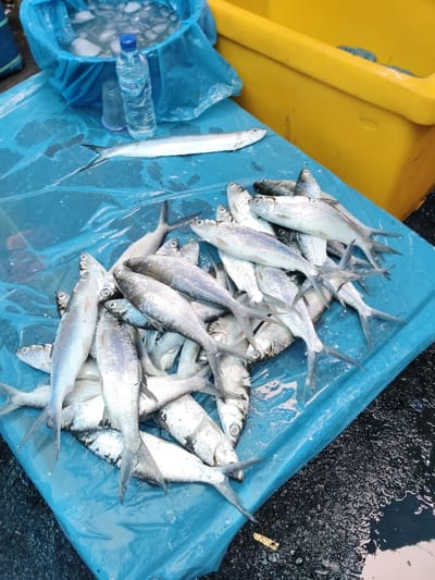 A pile of silver fish lies on a blue plastic sheet. The fish have distinct forked tails and are varying in size. To the top left is a blue bucket filled with ice and a bottle of water. Next to the blue sheet is a yellow container. The area surrounding the plastic sheet appears wet. A single, slender fish is lying horizontally above the pile of fish.