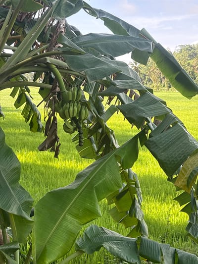 The image captures a close-up view of a banana tree with a bunch of unripe green bananas hanging from it. The banana tree's large, green leaves dominate the foreground, some of which are tattered and dried. In the background, a vibrant green rice paddy stretches out, illuminated by what appears to be bright daylight. The scene is set in Thihagoda, Sri Lanka, and suggests a tropical, rural environment. The time of day is likely midday due to the strong, direct sunlight casting shadows and highlighting the textures of the leaves and the rice stalks. The weather seems clear and sunny. No people are visible in the image, and there is no discernible text. The overall impression is one of lush, natural beauty and agricultural abundance.