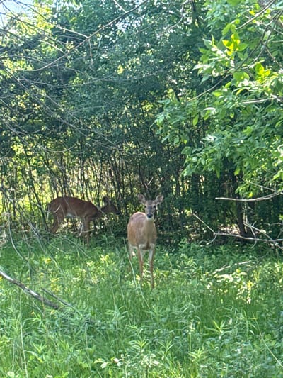 Two deer are visible in a grassy, wooded area. The location is Glenview, United States of America.