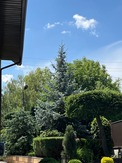 The media file captures a vertical outdoor scene dominated by lush greenery and a bright blue sky with scattered clouds. The foreground features the dark, corrugated roof of a building on the left. The main subjects are various types of trees, including a tall, feathery blue spruce in the midground, surrounded by other coniferous and deciduous trees. The foliage is dense and varied in color, ranging from deep greens to silvery blues.

In the midground, a street light fixture is visible, with a bird perched on it. The background shows more trees and what appears to be a brown, corrugated roofline of another building. The presence of overhead power lines suggests a suburban or semi-rural setting.

The lighting indicates it is daytime, likely sunny, given the bright sky and clear visibility. The weather appears pleasant and clear. There are no discernible people or specific activities taking place beyond the presence of the bird. The overall impression is of a well-maintained garden or landscape. No visible text is present in the image. The location context provided is Koroviia, Ukraine.