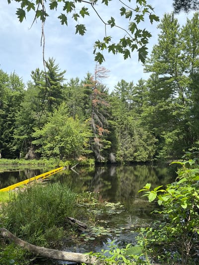 The image shows a natural scene with a body of dark water reflecting the surrounding trees and sky. The water's surface is partially covered with aquatic plants and debris, including lily pads and a fallen log in the foreground. A bright yellow floating barrier extends across the left side of the water. The shoreline is densely vegetated with a variety of trees and shrubs, some of which appear to be pines and maples. In the background, the dense forest canopy creates a natural backdrop. The sky above is partly cloudy. This image is likely from Addington Highlands, Canada, a region known for its natural landscapes.