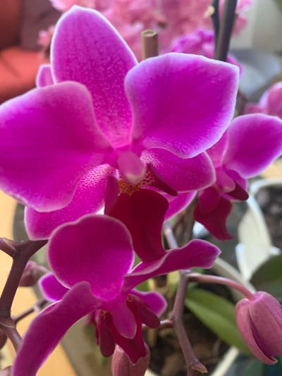 The image is a close-up shot of vibrant pink orchids. The focus is on the delicate petals, some of which are tinged with white at the edges and have subtle speckles of darker pink. The background is softly blurred, suggesting an indoor setting, possibly a home or greenhouse, with hints of greenery and other out-of-focus flowers. No specific landmarks or environmental details are visible that would allow for pinpointing a location within Gargždai, Lithuania. The image captures the intricate beauty of the flowers with a shallow depth of field.