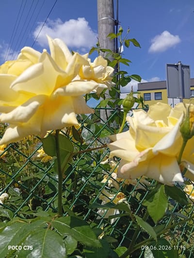 In Kiełczów, Poland, a cluster of yellow roses in bloom is the primary focus of this image, positioned behind a green chain-link fence. The roses, some fully open and others in bud, are lush and vibrantly colored, with delicate petals catching the sunlight. Their thorny stems and green leaves are visible, intertwined with the fencing. In the background, a modern building with yellow and gray facades stands under a bright blue sky dotted with fluffy white clouds. A gray utility pole with visible wires and a signpost are also present, suggesting an urban or suburban setting. The lower-left corner of the image displays the text "POCO C75" and the date and time "08.06.2026 11:15," indicating the device and time of capture.