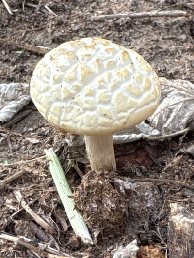 A close-up, eye-level shot shows a single, creamy-white mushroom with a reticulated cap pattern in the center of the frame. The mushroom's stalk is light brown and appears to be emerging from loose, dark brown soil and leaf litter. A pale green, ribbed stem of a plant lies horizontally in the foreground to the left of the mushroom. The background consists of more soil, dry leaves, and twigs, suggesting a natural, outdoor environment. The lighting is moderate, casting soft shadows. The scene is set in Мичуринское, Russia.