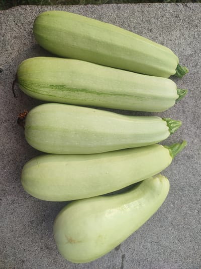 Five light green zucchinis are arranged diagonally on a grey, textured surface. The zucchinis are positioned from top left to bottom right, with slight overlaps. The surface appears to be concrete or a similar material. The lighting suggests an outdoor environment, possibly a garden or patio. There are no people or other objects visible in the frame. The origin of the image is Novaya Ivanovka, Russia.