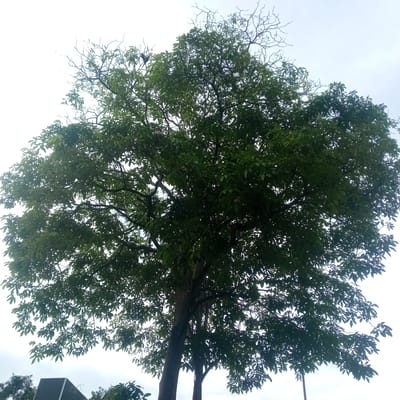 The image captures a large, leafy tree dominating the foreground. The tree has a thick trunk and numerous branches spreading out to create a full canopy of green leaves. The background consists of a pale, overcast sky. At the bottom of the frame, a portion of a dark, angled structure is visible, possibly a building or architectural element, along with some other foliage. There are no people or animals clearly depicted in the image. The scene appears to be an outdoor setting in El Limon, Venezuela.