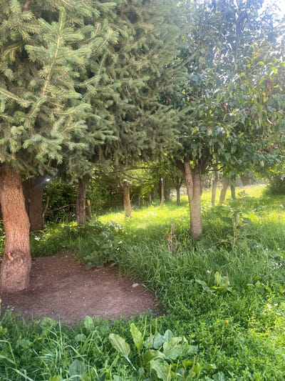 The image shows a shaded area with trees and dense vegetation in Karakol, Kyrgyzstan. In the foreground, there is a patch of bare earth, possibly a path, next to the trunk of a large coniferous tree on the left. The ground is covered in a variety of green plants, including grasses and broad-leaved weeds. Behind the initial trees, the scene opens up to a sunlit area with more trees and a dense undergrowth of grass. The overall impression is of a natural, somewhat overgrown outdoor space, possibly a park or garden within the city. There are no people or animals visible in the image, nor any obvious man-made structures beyond what might be implied by a path.