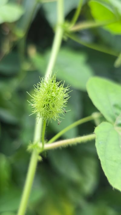 In a close-up shot taken in Pante Aree, Indonesia, a bristly, light green, spherical plant is prominently featured. It is positioned amidst other green foliage and connected to a thin, green stem. Two small insects are visible on the surface of the plant. The background is a blur of green vegetation.