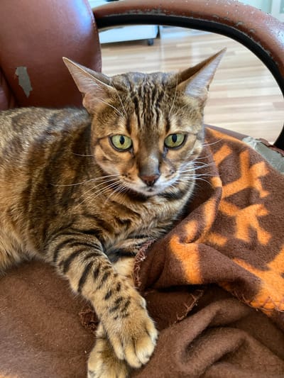 A close-up, eye-level shot shows a Bengal cat lying on a brown blanket with an orange geometric pattern. The cat has green eyes and a tabby coat with distinct black stripes. It is lying on a chair with worn brown leather. The background is blurred but appears to be an indoor setting with wooden flooring and furniture. The image was taken in Gabyshevo, Russia.