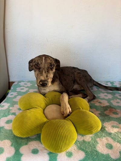 A spotted grey and brown dog lays on a bed next to a large, corduroy, green and tan flower pillow. The dog is resting a paw on the pillow and looking directly at the viewer. The bed has a green and white floral pattern. A white wall is visible on the left side of the image.