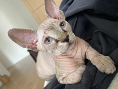 A close-up shot features a hairless Sphynx cat with wrinkled pinkish-gray skin and striking blue eyes. The cat is partially nestled in black fabric, likely clothing. The background consists of a blurry cream-colored wall and a glimpse of light-colored wood flooring. No people or locations in the city of Chemoshur, Russia are visible. The only subject is the cat. The cat is looking up at the camera.