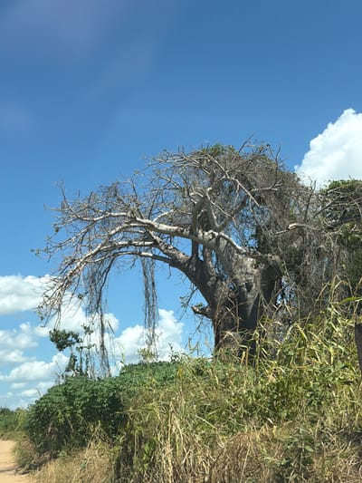 The image shows a large, leafless tree with thick branches against a blue sky with scattered clouds. The tree is located near a grassy area, and some greenery is growing on and around the trunk and lower branches. The location is Muitua, Mozambique.
