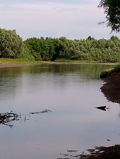 The image depicts a wide, calm river flowing through a lush, green landscape. The riverbanks are lined with dense trees, predominantly deciduous, with varying shades of green foliage. Some areas of the riverbank appear to be muddy or sandy. The sky above is partly cloudy with a soft, diffused light, suggesting it is daytime, likely mid-morning or afternoon, with fair weather.
In the foreground, the water reflects the surrounding trees and the sky, creating a serene and tranquil atmosphere. Scattered on the water's surface are a few small pieces of debris, including a dark, triangular object that appears to be a piece of wood or debris. Near the left bank, some dry branches and twigs are partially submerged in the water.
The scene is a natural landscape, likely a rural or undeveloped area, given the abundance of trees and the absence of man-made structures. The overall impression is one of peacefulness and natural beauty. No people or animals are visible in the frame, and there is no discernible text in the image. The location is identified as Novozykovo, Russia.