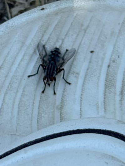 A close-up shot shows a fly resting on a textured white surface with horizontal ridges. The fly is dark-colored with visible wings and red eyes, and its body appears to have dark stripes. The textured surface might be part of an object or a natural surface with a repeating pattern. The lighting suggests it's daytime, but no specific weather conditions are evident. The background is out of focus, hinting at an outdoor setting, possibly with some blurred vegetation on the left side. The image is taken from a high-angle perspective, looking down at the fly. There is no visible text in the image. The location context is Zmiiv, Ukraine.