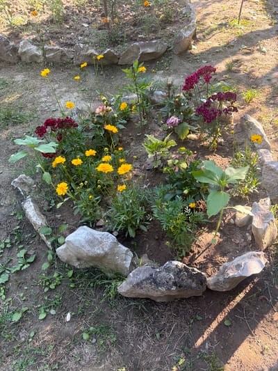 The image depicts an outdoor flowerbed bordered by large, rough-hewn rocks. The flowerbed contains a variety of plants, including small yellow flowers, darker red-purple flowers, and a young sunflower with large green leaves. The ground around the flowerbed is dirt and sparse grass. Sunlight casts distinct shadows across the scene, indicating it is daytime. The image appears to be a close-up view of a garden area. There are no people or animals visible in the image. The context of the city of Abzhanda, Abkhazia, is not visually represented in the image itself.