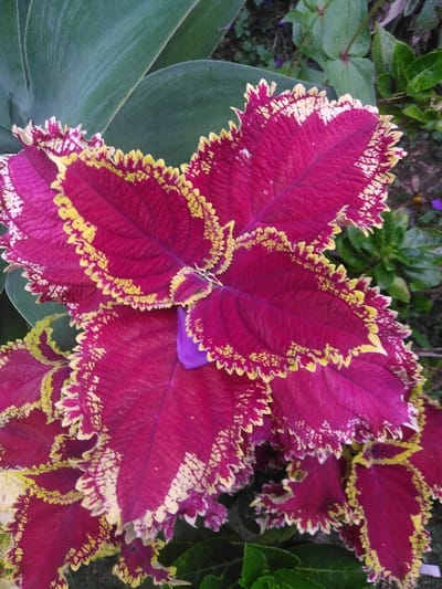 A close-up image captures a Coleus plant (Plectranthus scutellarioides) located in Kamnik, Slovenia. The scene is dominated by multiple overlapping leaves, exhibiting a primary coloration of deep magenta or fuchsia. Each leaf possesses distinctly serrated and ruffled margins outlined by a bright yellow variegation, with some inward mottling of white or pale yellow. Subtle venation is visible on the leaf surfaces. The immediate environment consists of out-of-focus green foliage, including larger, smooth dark green leaves in the upper left background and smaller, lighter green plant growth in the upper right and lower portions, consistent with an outdoor garden setting.