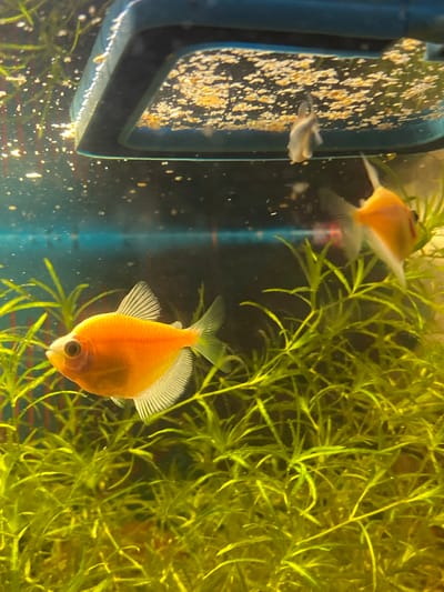The image shows an aquarium with three bright orange fish. Two fish are in focus in the foreground and midground, while one is blurry in the background. The aquarium contains a dense growth of green aquatic plants, and a blue feeding ring is visible at the top, with some dry fish food on its surface. The water is clear. There are no people or any recognizable landmarks or features that would indicate a specific location within the city of Volzhsk, Russia. The scene is limited to the interior of the aquarium.