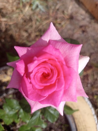 A close-up, top-down view of a vibrant pink rose in full bloom. The rose is the central focus, with its tightly furled petals spiraling inwards towards the center. The outer petals are broad and softly rounded, with delicate veins visible. The background is softly blurred, suggesting an outdoor setting with natural light. Hints of green leaves are visible at the bottom of the frame, and the ground appears to be soil or gravel. The overall impression is one of natural beauty and tranquility. The image was taken in the city of Кенжекөл, Kazakhstan.