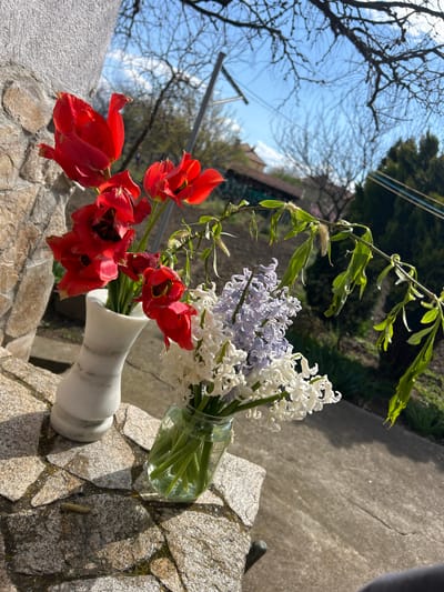The image presents two vases of flowers set upon a stone surface. The first vase, white and marble-like, contains a bouquet of vibrant red tulips. The second vase, a clear glass jar, holds a mix of white and light purple hyacinth flowers, along with a thin, leafy green branch. The stone surface features a mosaic-like pattern of varying shades and textures. In the background, beyond the stone surface, hints of a residential area are visible, including tree branches, the corner of a building, and utility lines against a blue sky. The lighting suggests a bright, sunny day. There is no explicit information in the image confirming the location is Pishtigovo, Bulgaria.