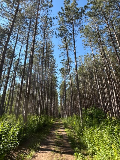 The image depicts a dirt path winding through a dense forest of tall pine trees. The path is well-trodden and appears to be a walking trail. Lush green foliage flanks both sides of the path, with sunlight filtering through the canopy of the trees, creating dappled shadows on the ground. The sky above is a clear, bright blue. Based on the visual cues, this scene is likely located in a natural area, possibly a park or conservation land. While it is impossible to pinpoint the exact location in Uxbridge, Canada, without additional information, it is consistent with the many forested trails found in the region. No people or animals are visible in the image.